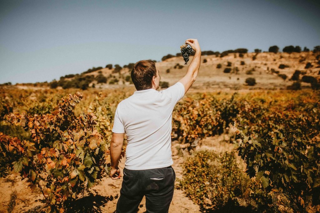 A chronicle of the grape harvest