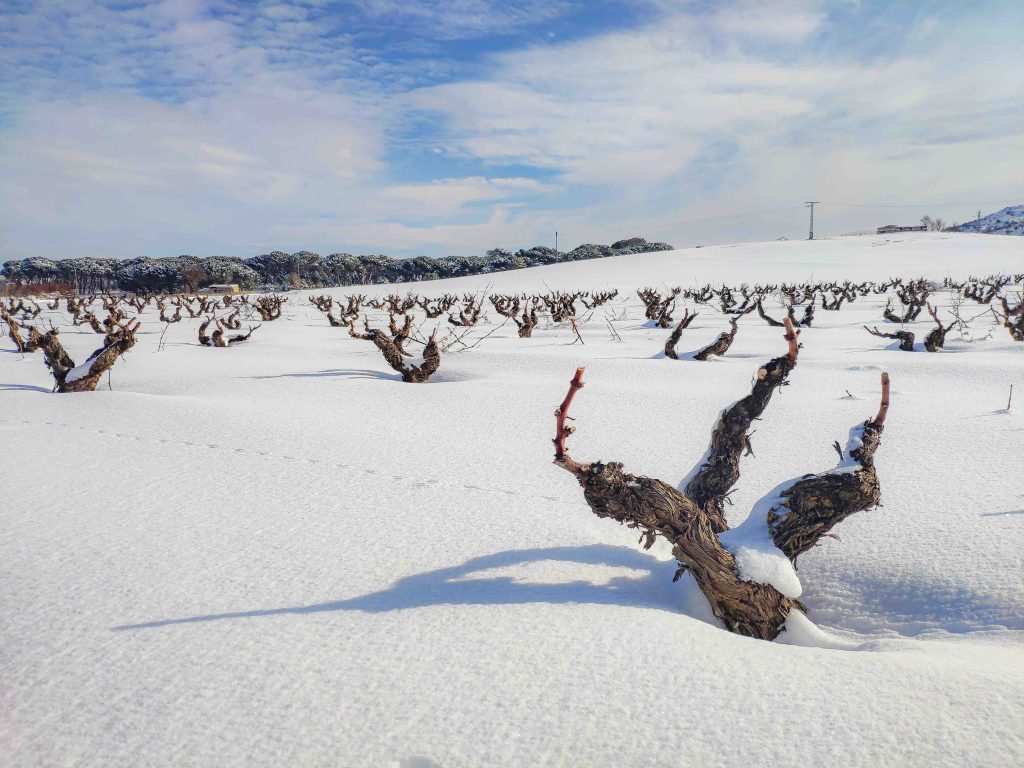 snowfall in our vineyards