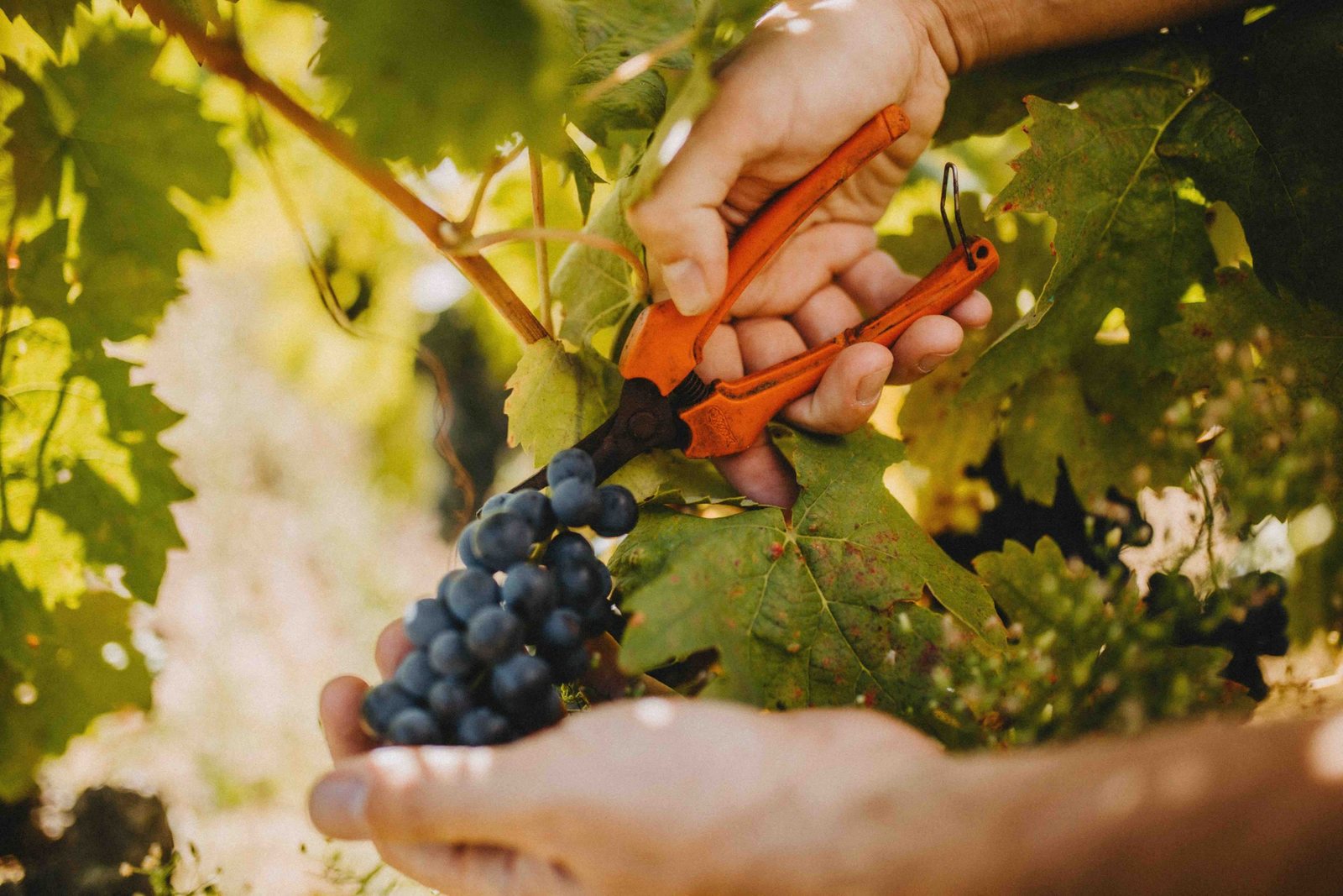 A chronicle of the grape harvest