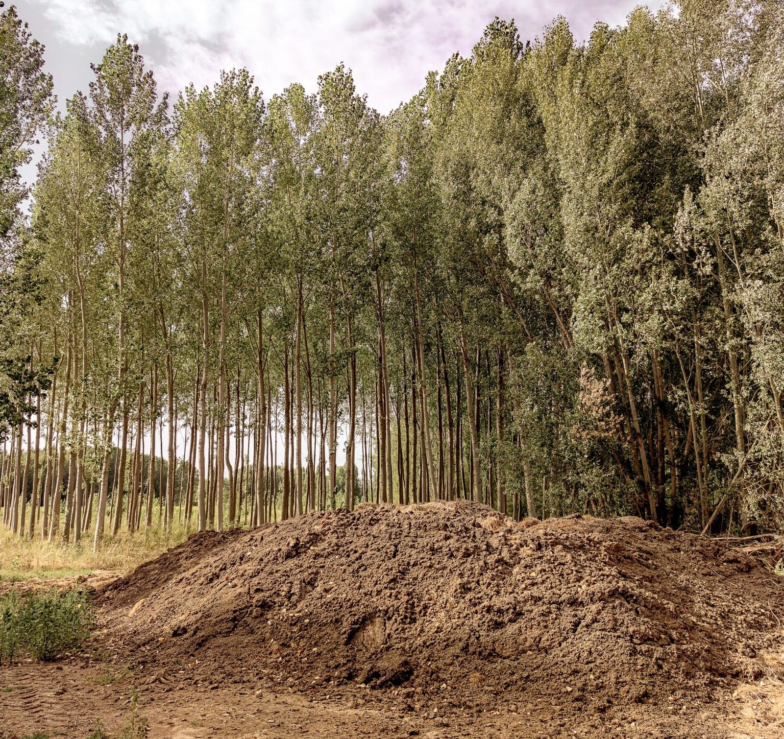 Traditional fertilizer in our vineyards in Fuentecén
