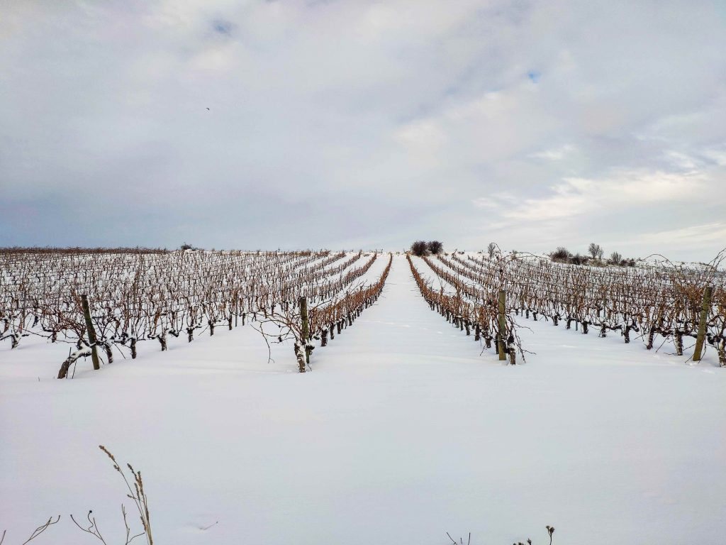 snowfall in our vineyards