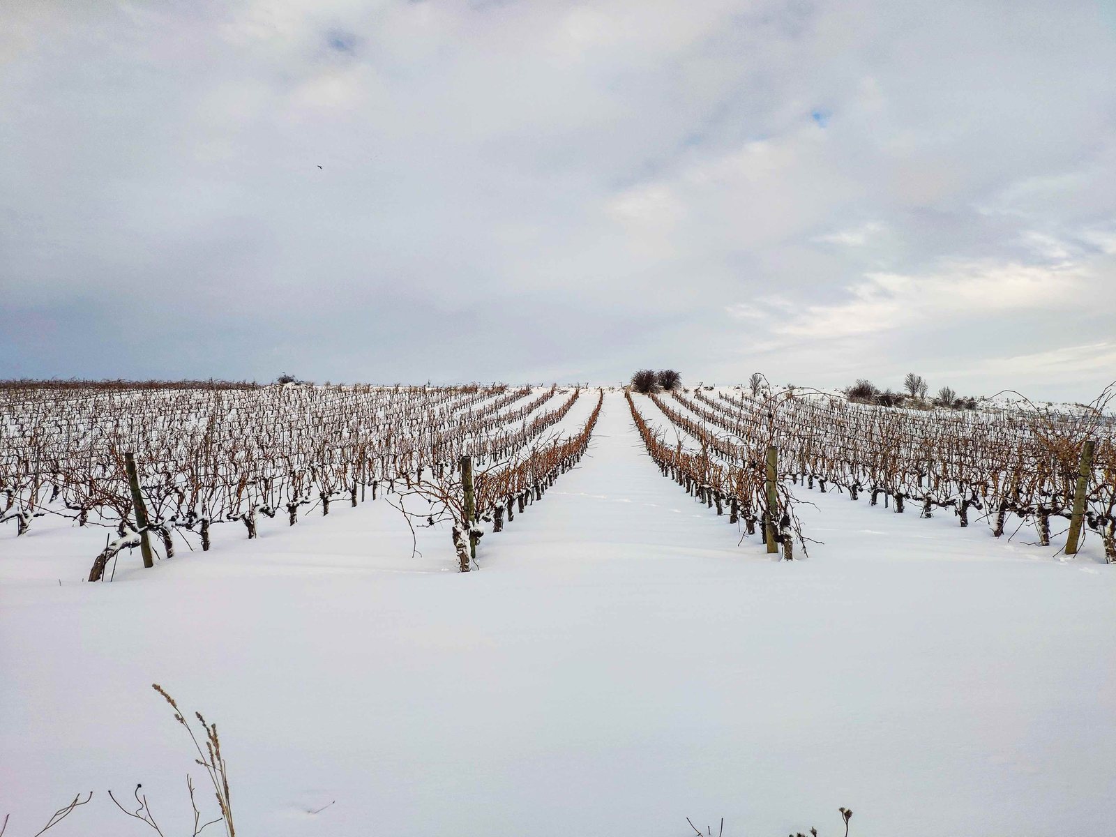 Nieve en el viñedo