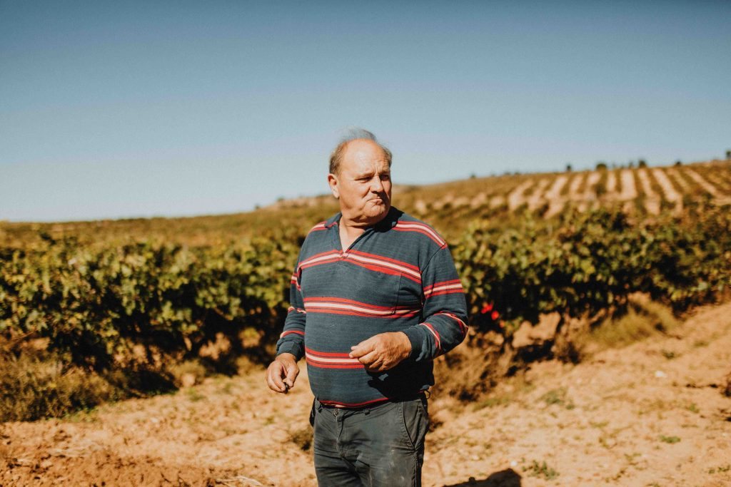 A chronicle of the grape harvest