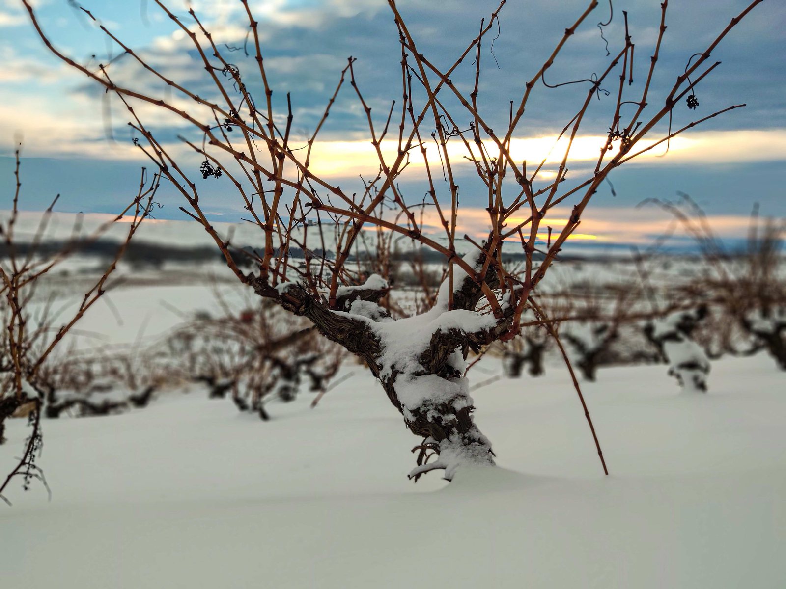 Nieve en el viñedo