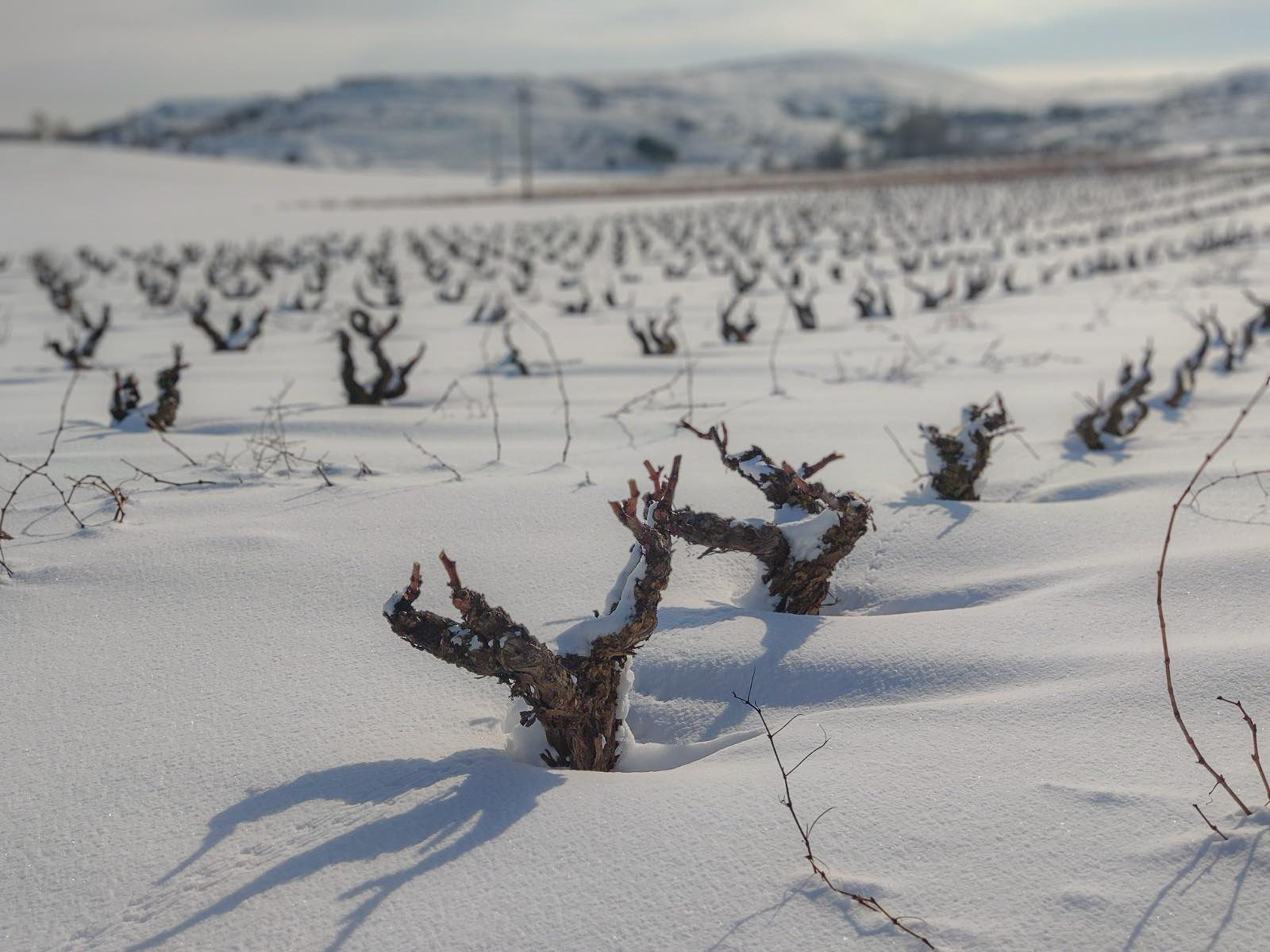 Nieva sobre el viñedo ¿cómo nos afecta?