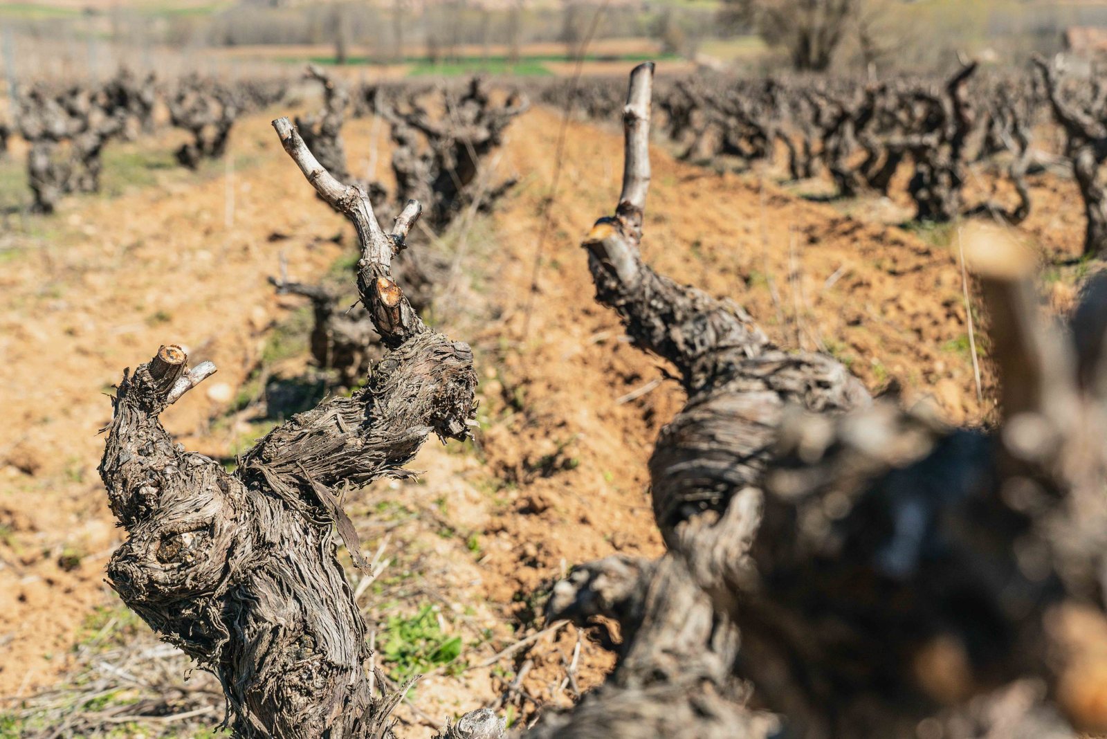 Albillo Mayor, a white oddity by Ribera del Duero