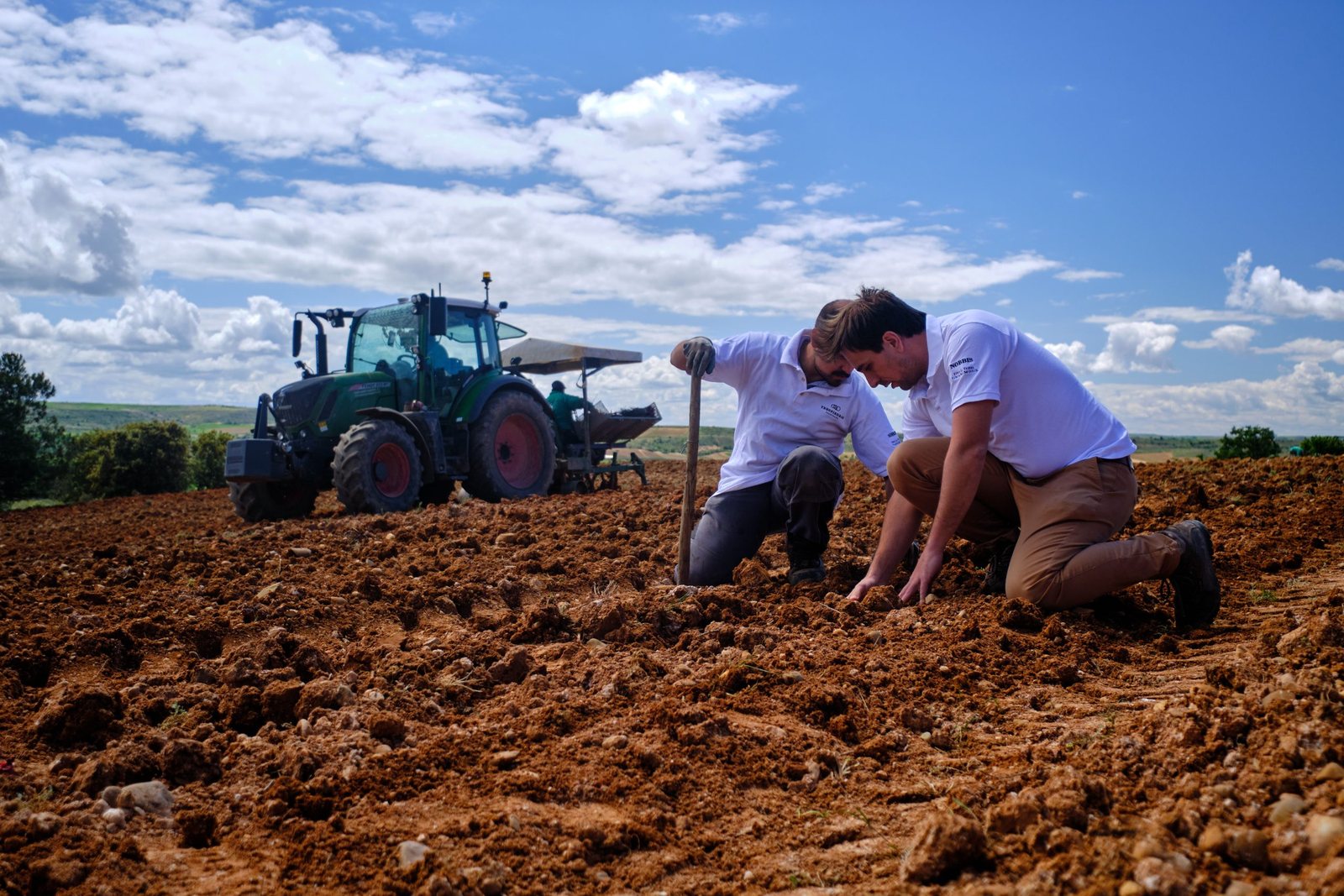 New vine plantings. Today and back in the day