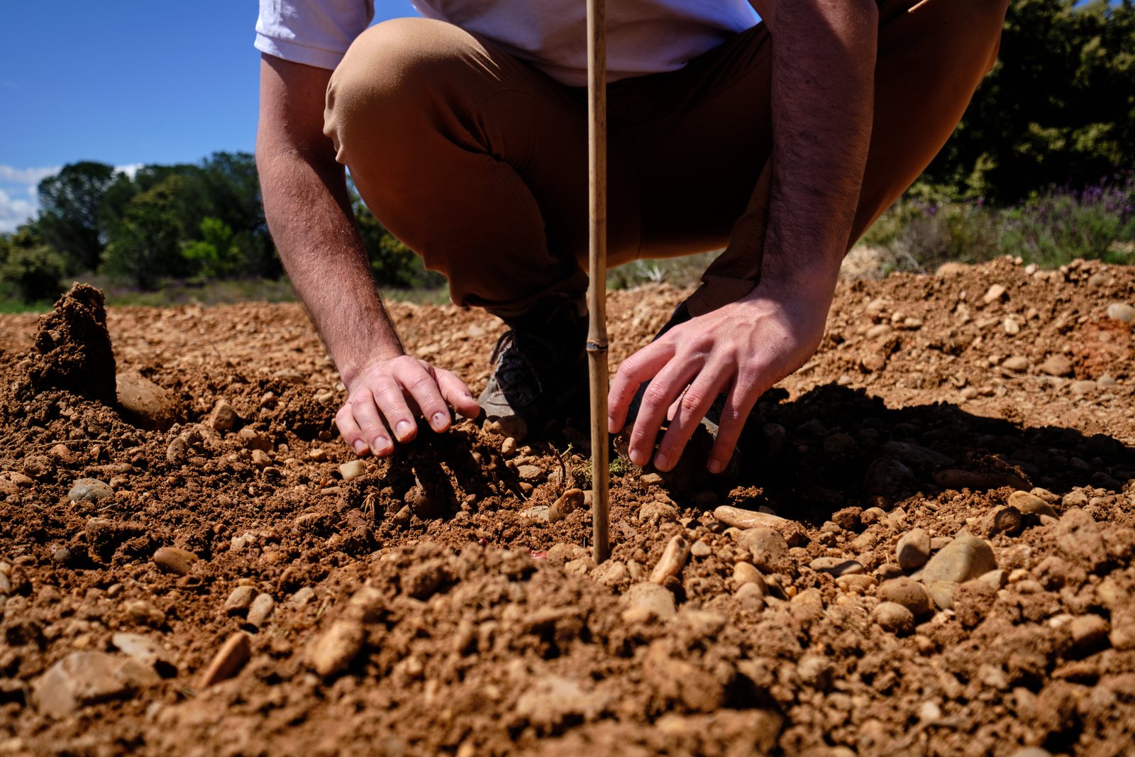 nuevas plantaciones de viñedo