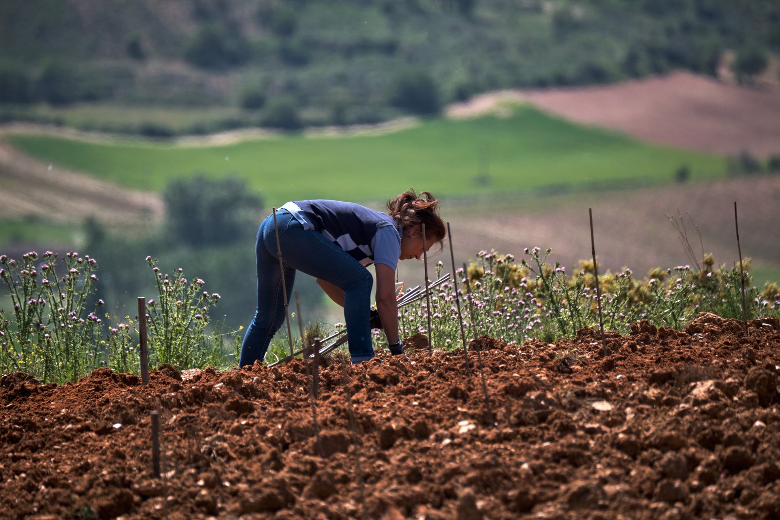 nuevas plantaciones de viñedo