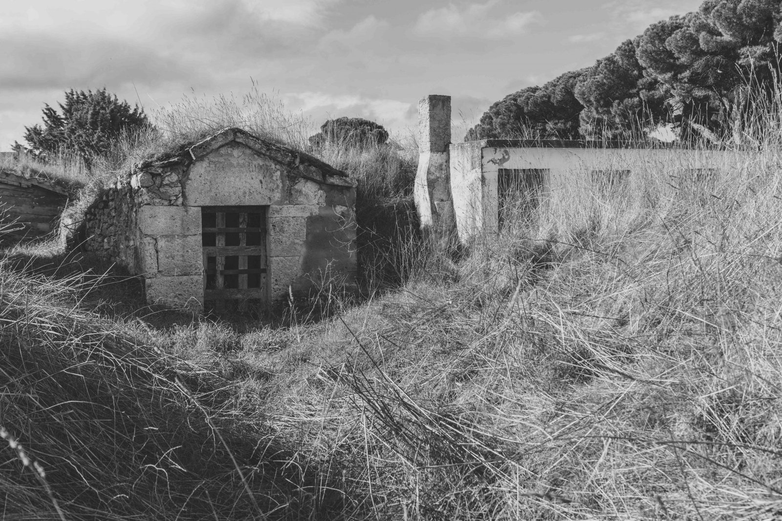 Foto del artículo «La antigua vendimia, en la Ribera del Duero Burgalesa»