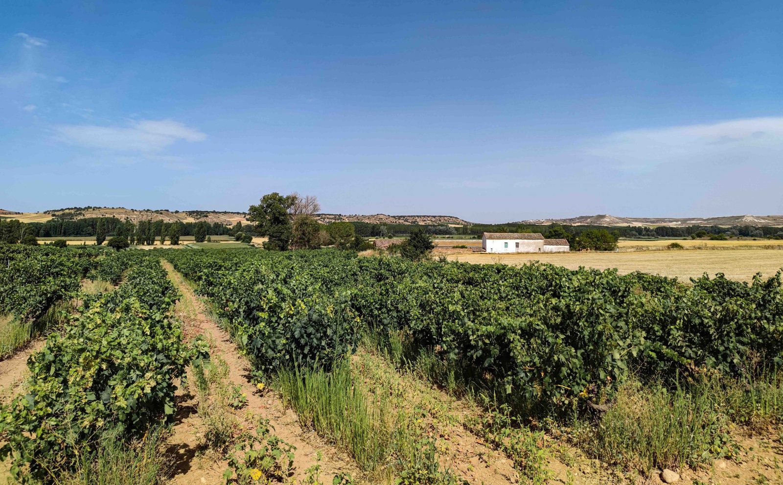Finca la Tejera, un enclave estratégico para el cultivo de la viña