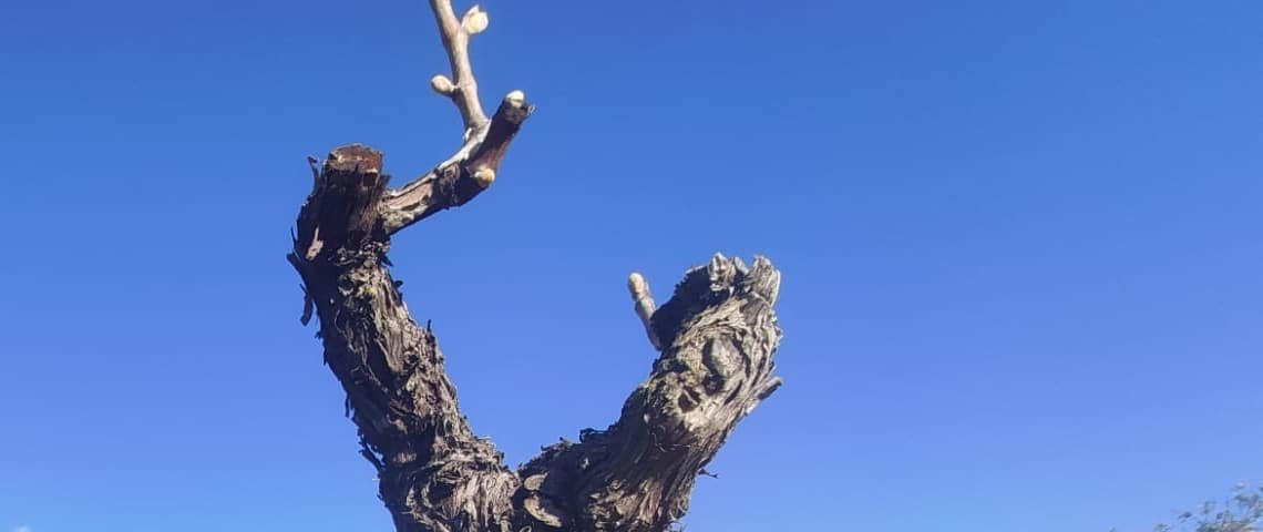 Why the vineyards are sprouting earlier than usual in 2020?