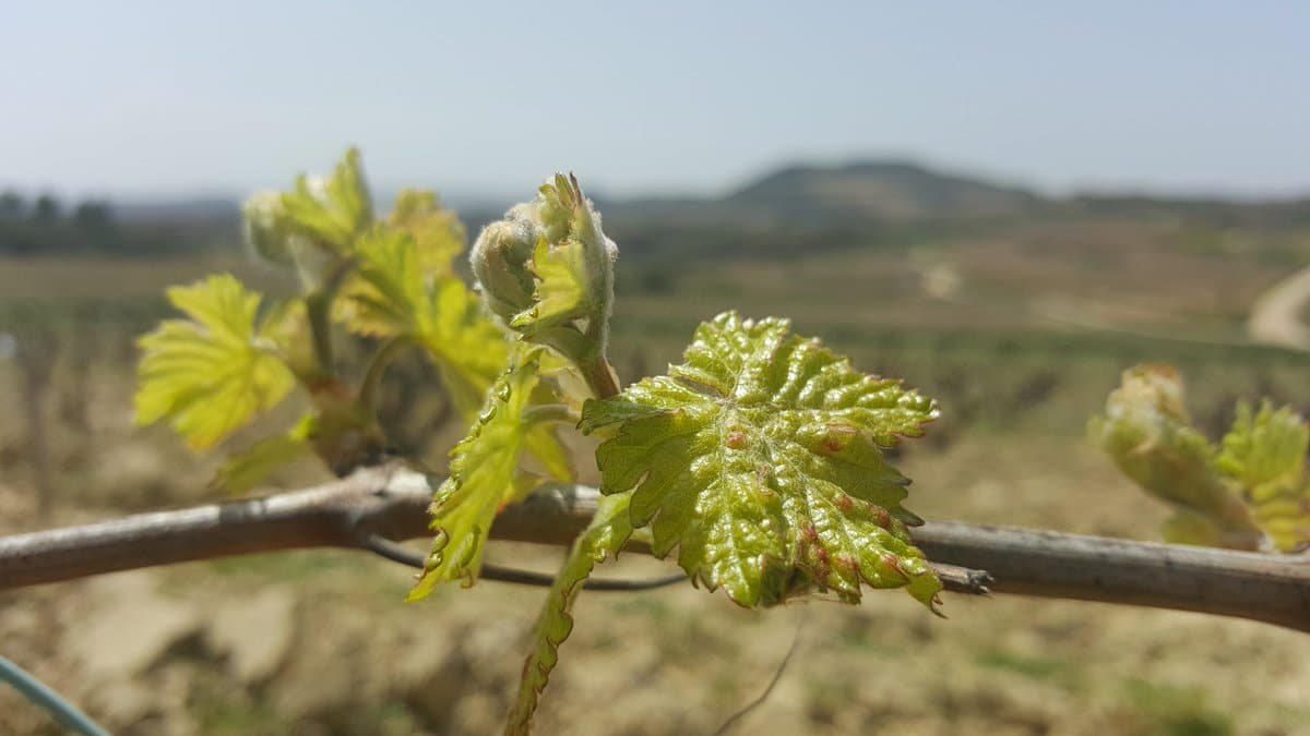 Viñedo tempranillo con 8 años brotando