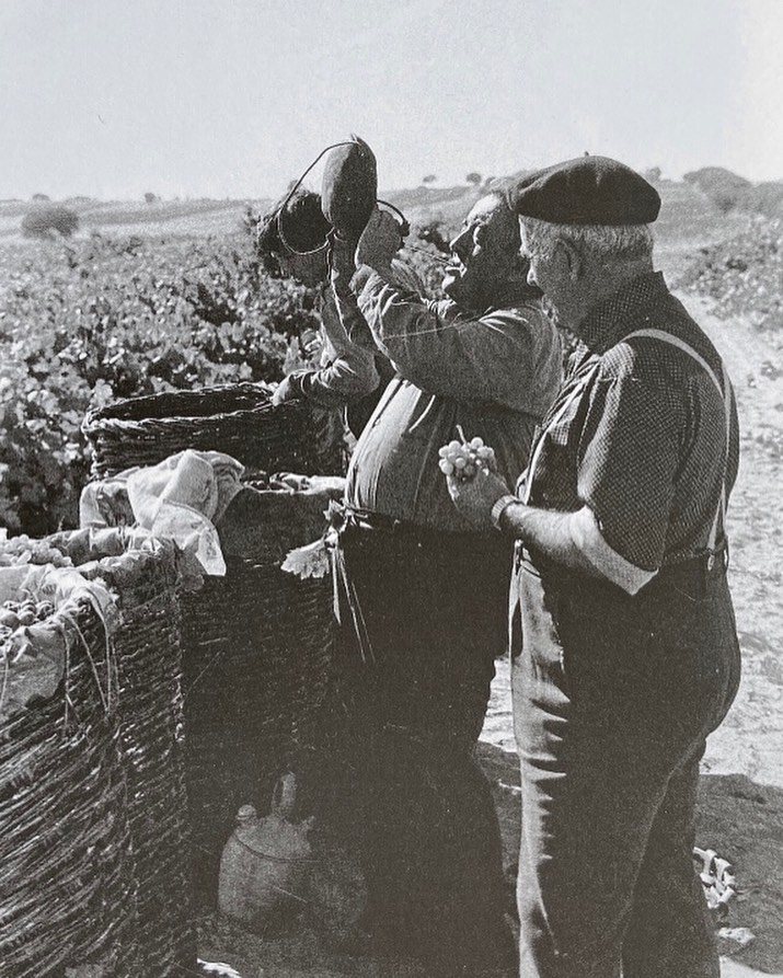Ribera del Duero harvest