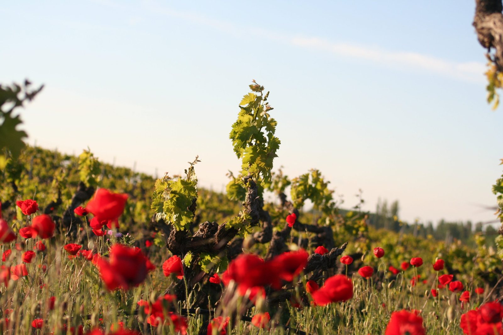 Vegetation cover between vineyards