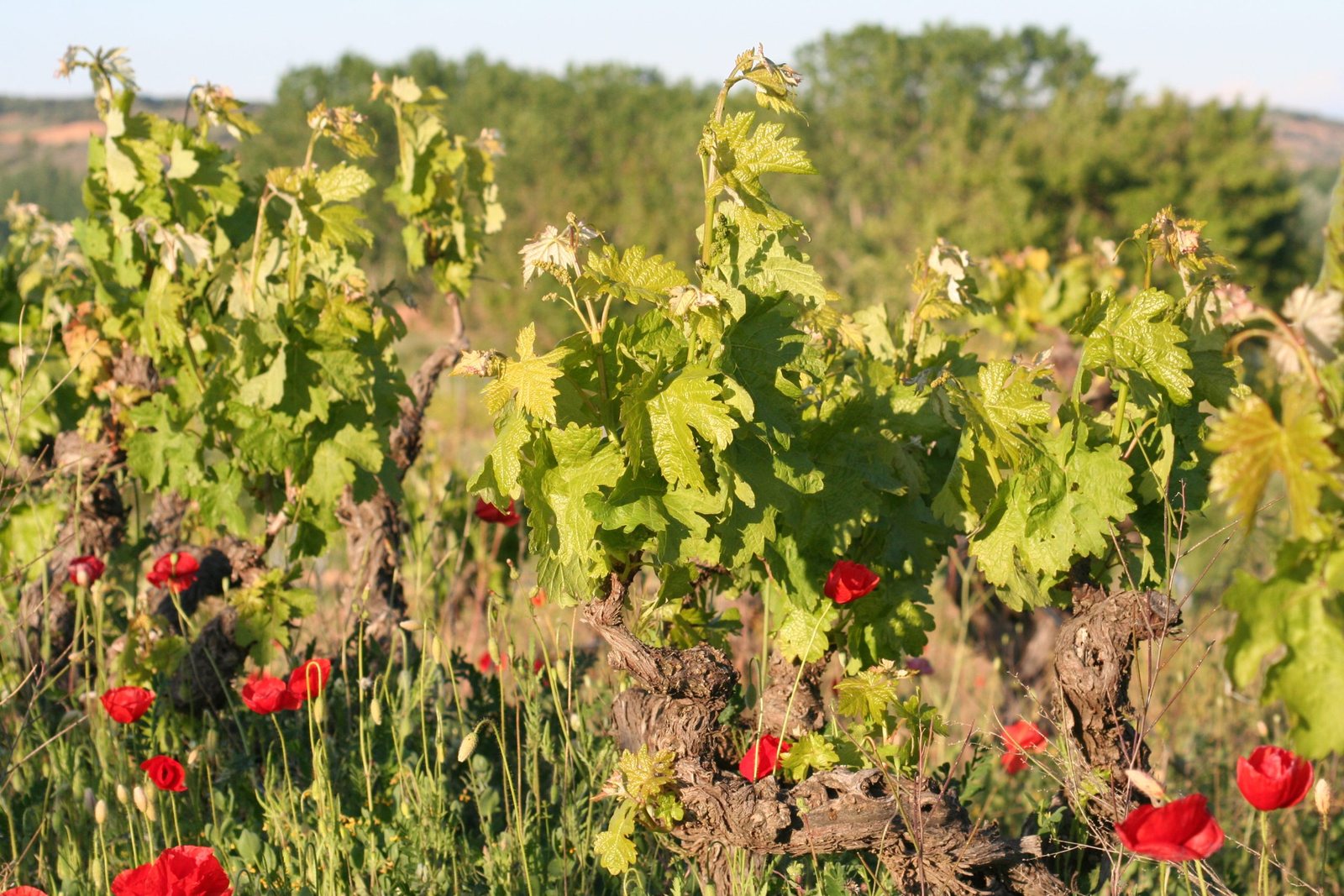 Der Weinberg ruht nicht einmal im Sommer. Laubarbeiten auf dem Feld