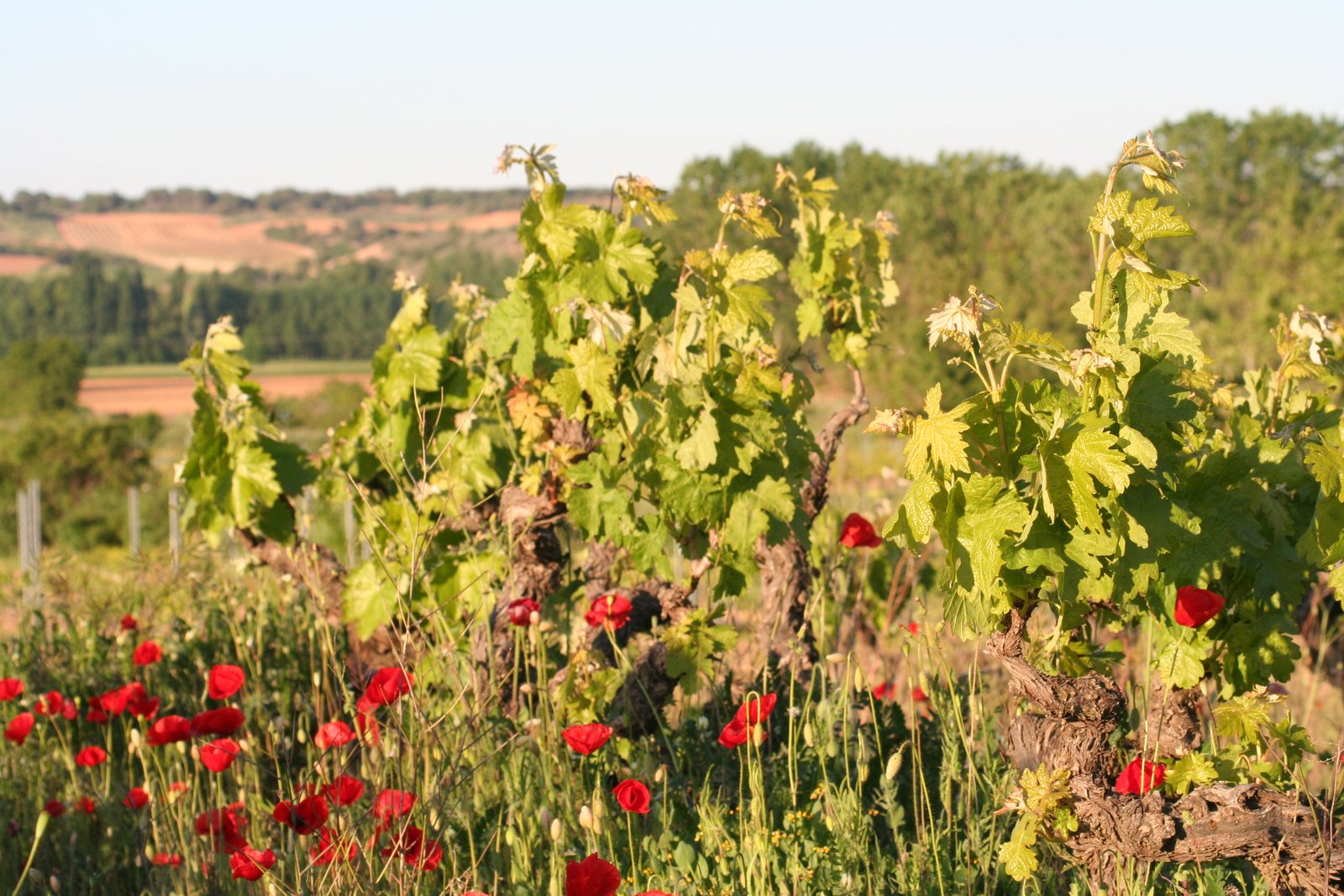 vegetation cover between the vineyards.