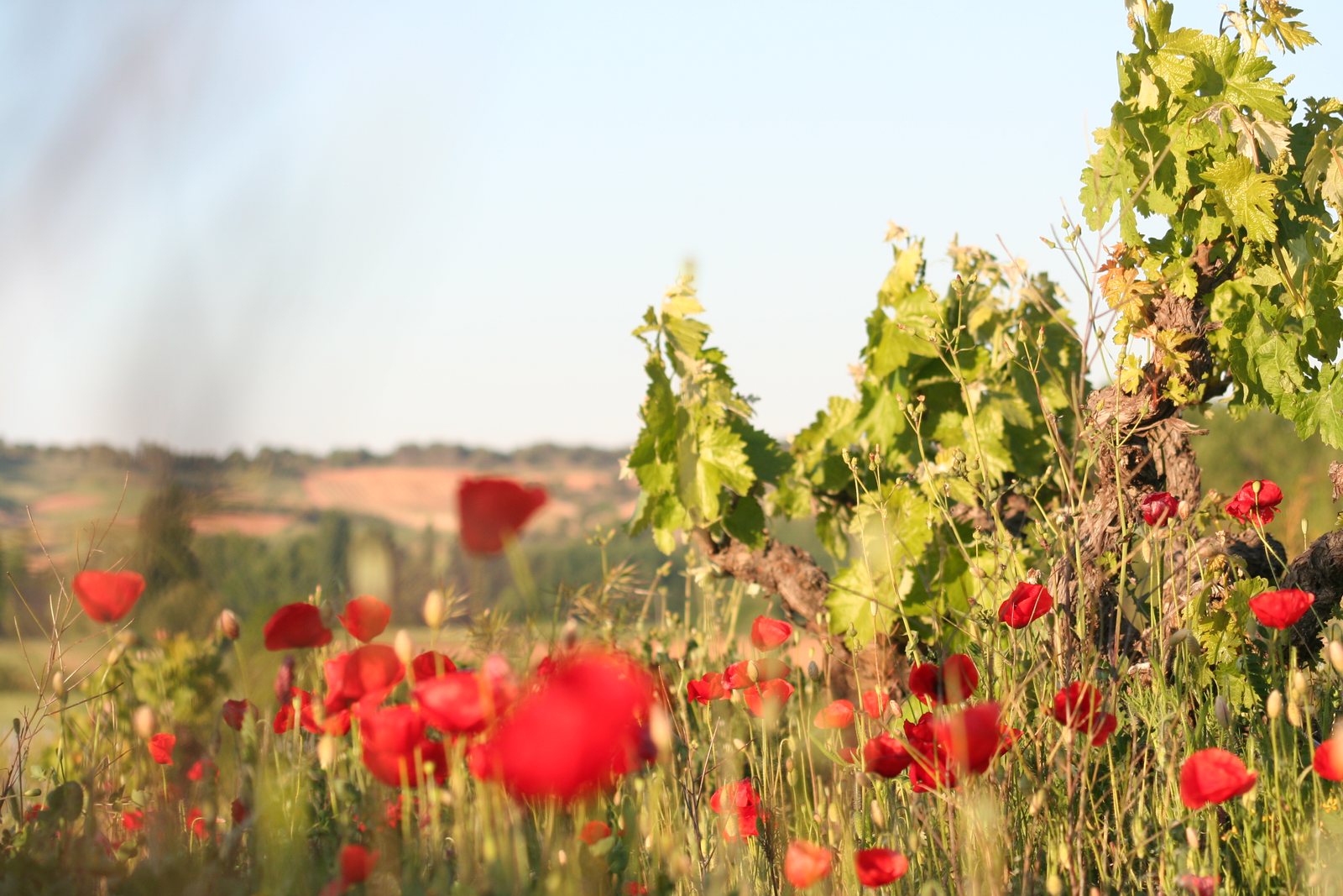 Cubiertas vegetales entre viñedos