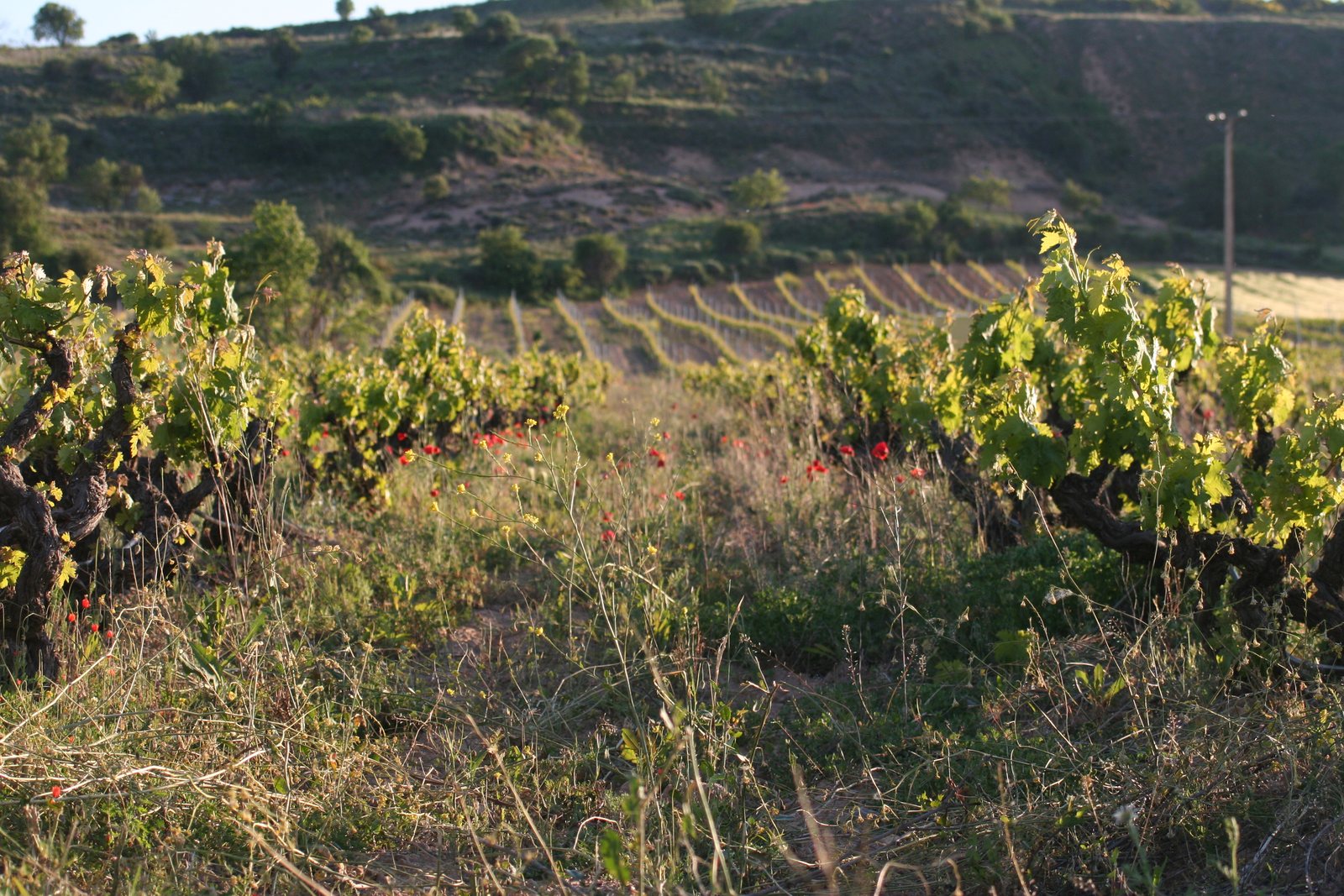 Cubiertas vegetales entre viñedos