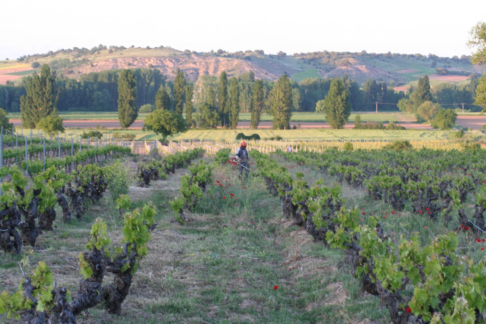 cubiertas vegetales entre viñedos