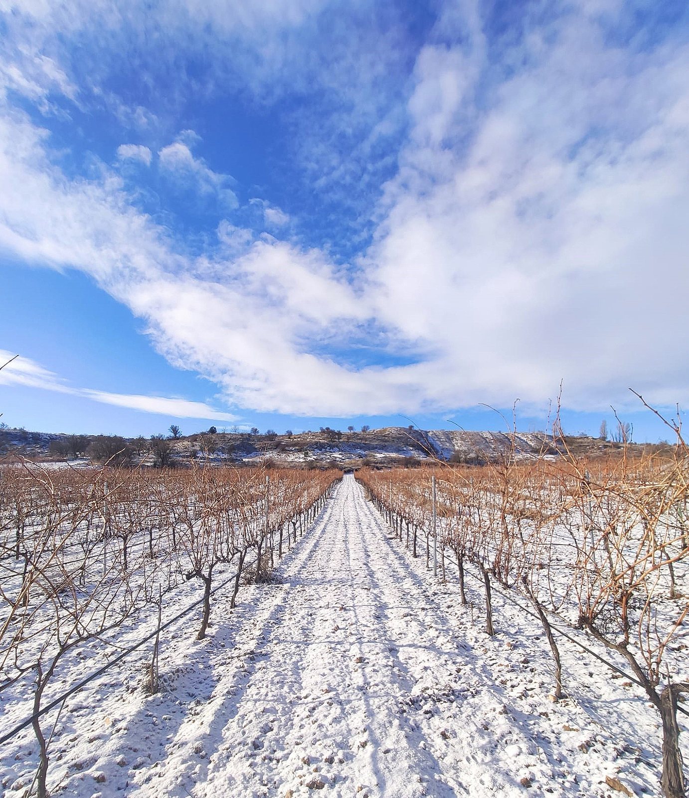 Foto zum Artikel «Fotos verschneiter Weinberge»