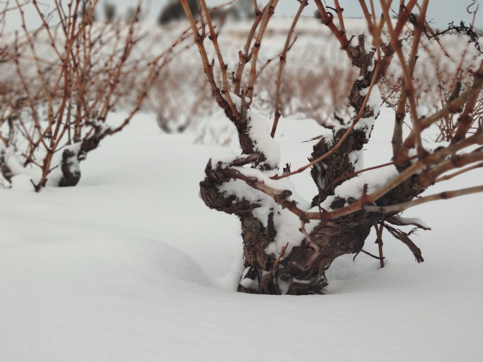 Foto zum Artikel «Fotos verschneiter Weinberge»