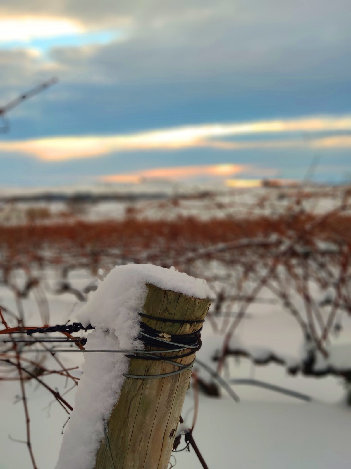 Foto zum Artikel «Fotos verschneiter Weinberge»