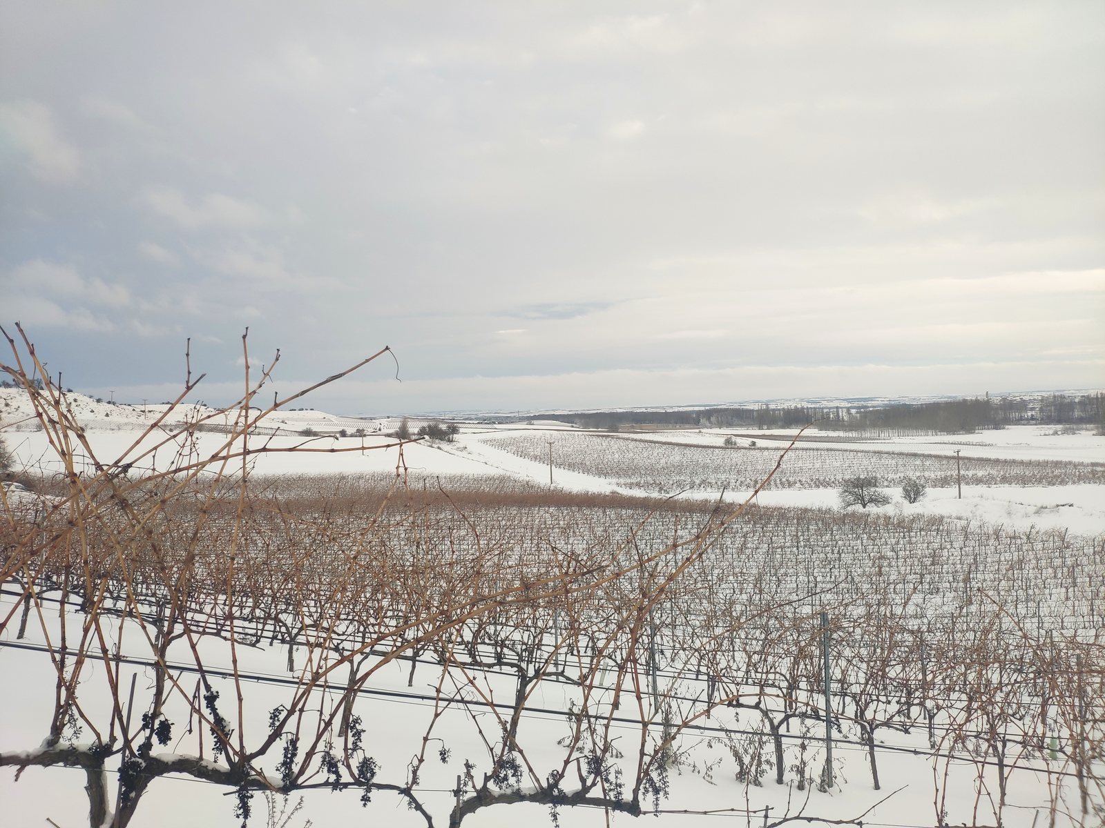 Foto zum Artikel «Fotos verschneiter Weinberge»
