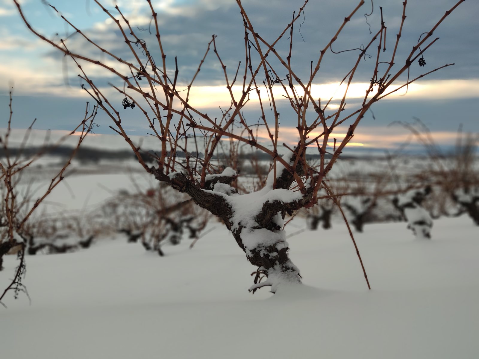 Foto zum Artikel «Fotos verschneiter Weinberge»