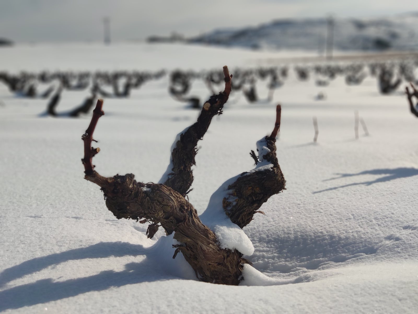 Foto zum Artikel «Fotos verschneiter Weinberge»
