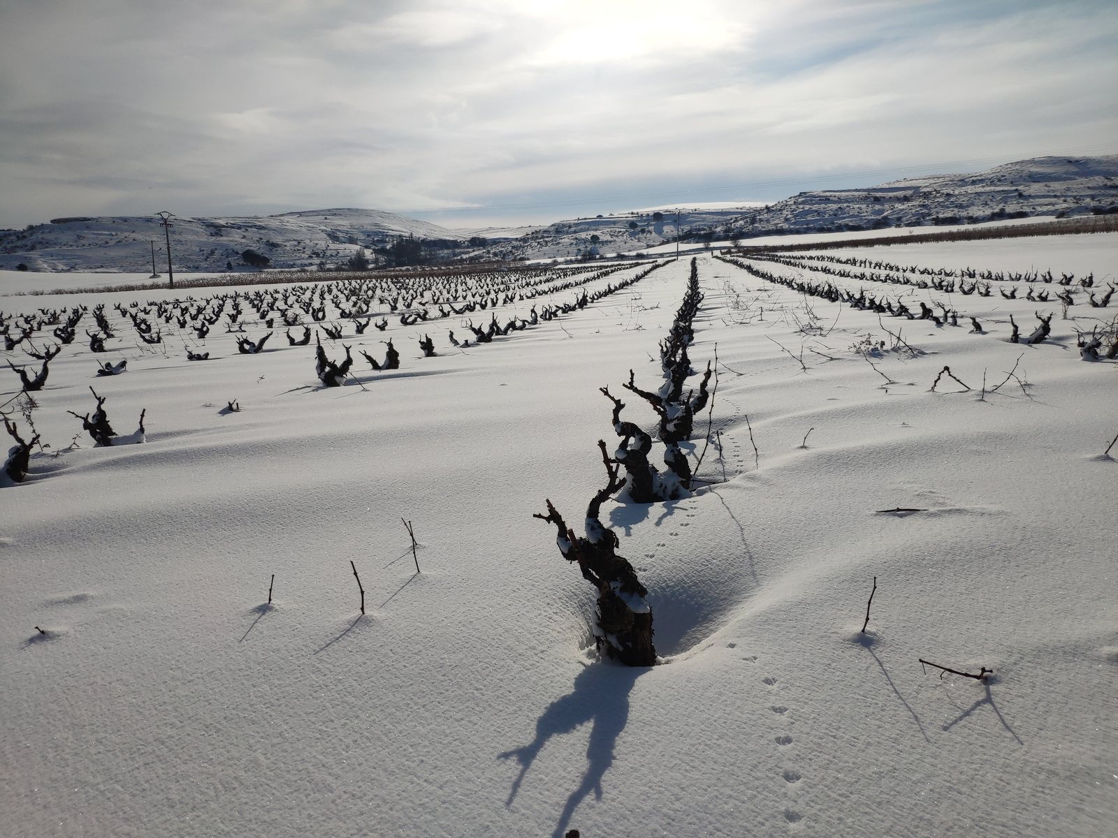 Foto zum Artikel «Fotos verschneiter Weinberge»
