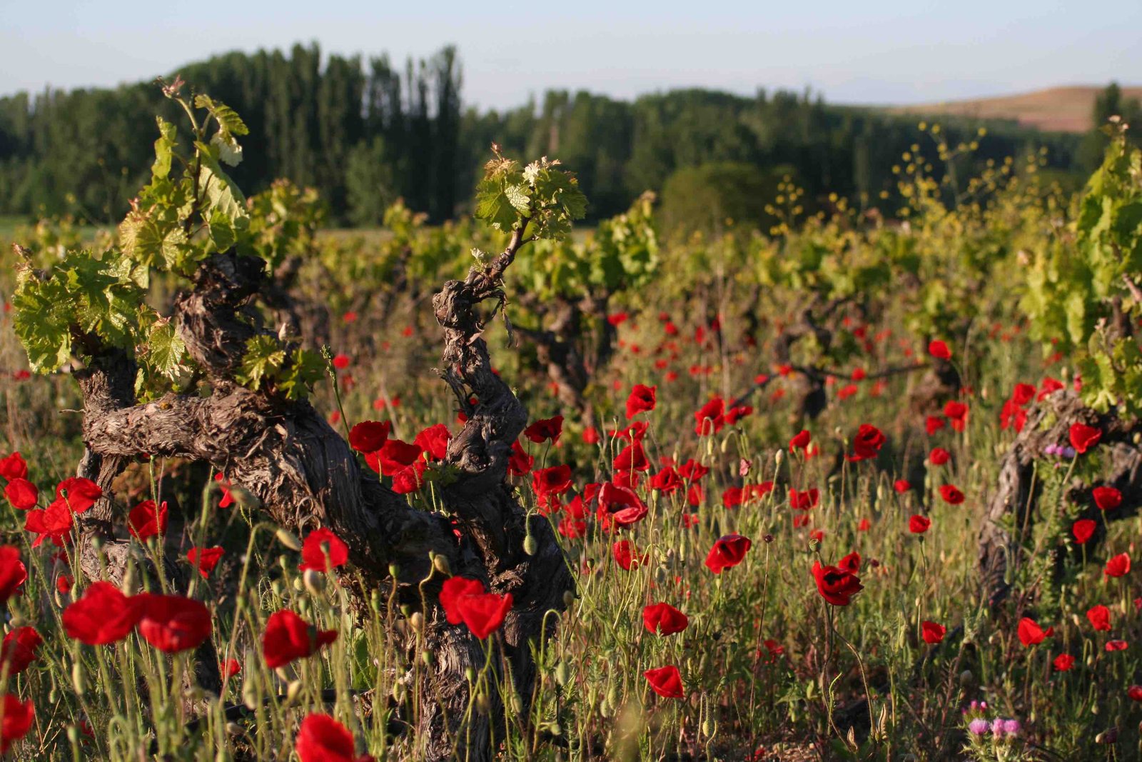 Ribera del Duero Burgalesa Nobbis