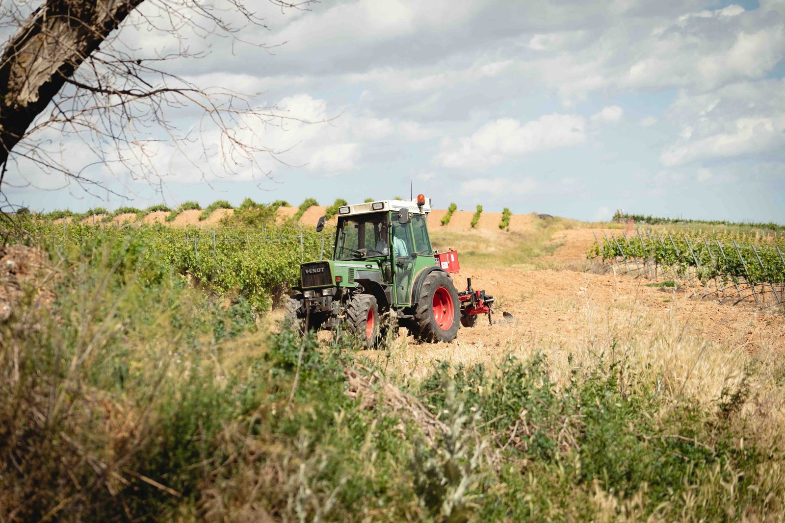 The vineyard in summer: what happens until the harvest?