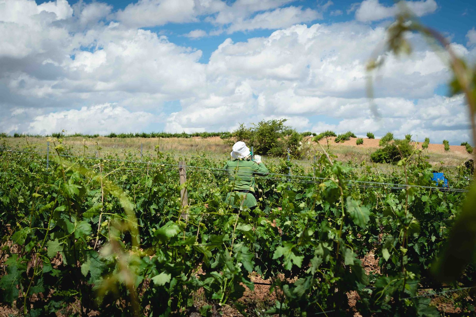 viñedo en verano