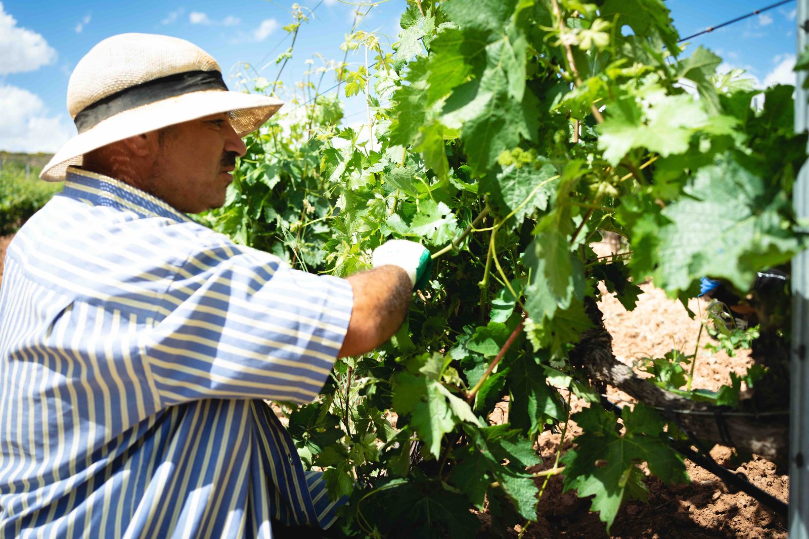 viñedo en verano