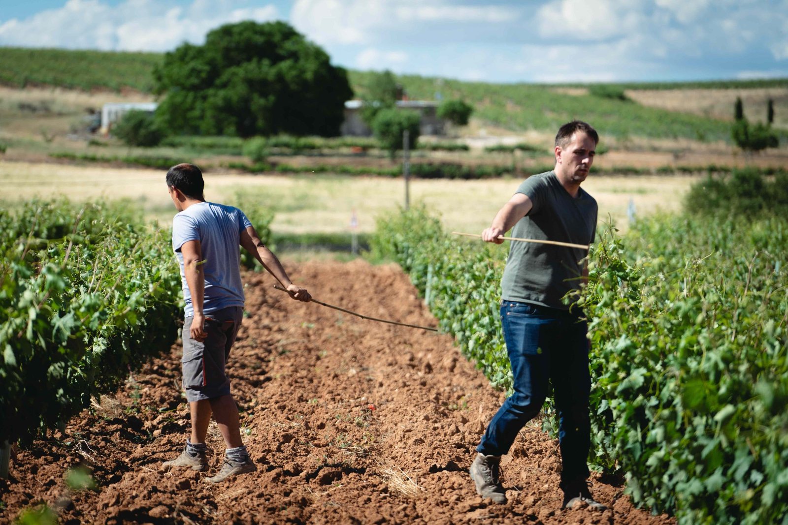 Despunte y desniete del viñedo. Trabajos de primavera