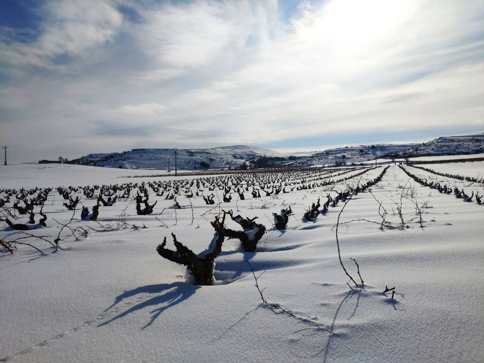 Foto zum Artikel «Fotos verschneiter Weinberge»