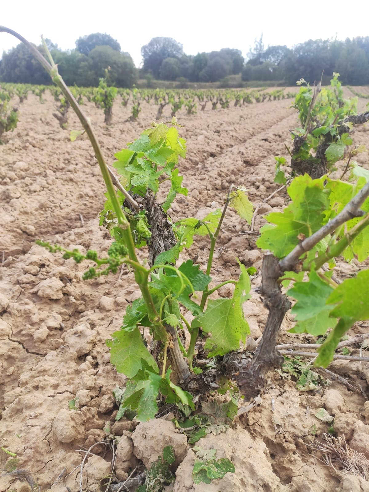 hailstorm over vineyards