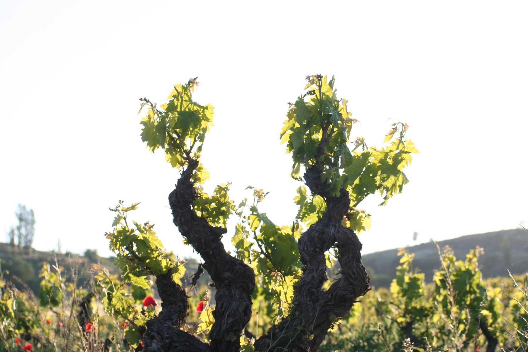 Old Tempranillo vine budding in spring, in Fuentecén