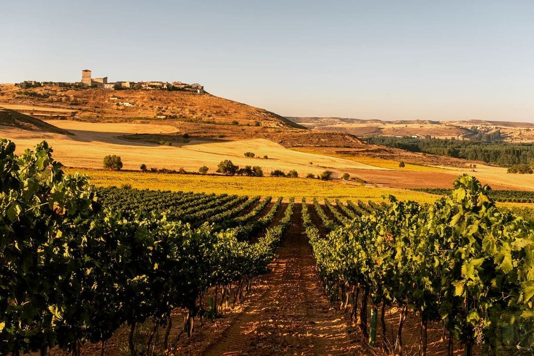 Viñedo en verano en la Ribera del Duero burgalesa, con un pueblo en lo alto del cerro