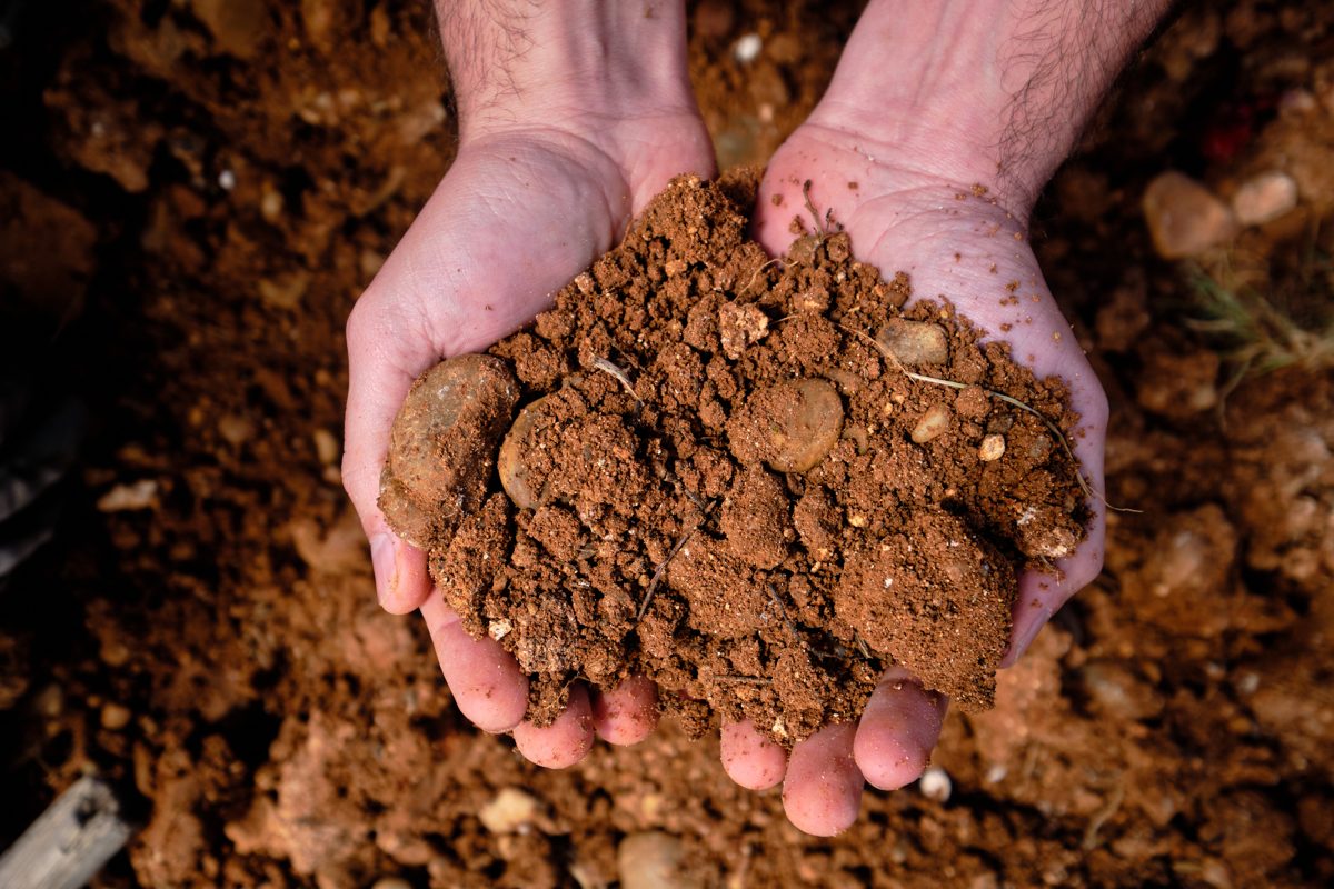 Hands holding clay soil from one of the plots