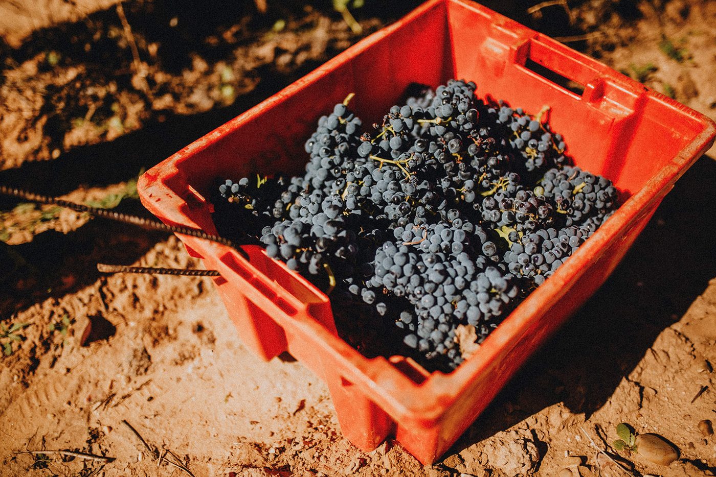 Harvest crate full of Tempranillo bunches